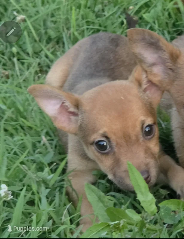 Ruben – Chihuahua puppy for sale in Saint Louis, MO