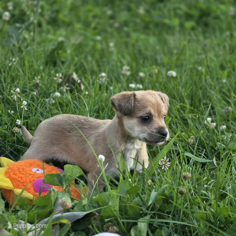 Kane – Chihuahua, Yorkshire Terrier puppy for sale in Saint Louis, MO