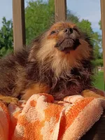 Wolfy , a male Pomeranian for sale in Saint Louis, MO – 3 of 4