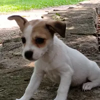 Perry, a male Dachshund and Chihuahua for sale in Saint Louis, MO – 3 of 4