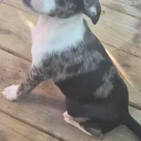 Merlina, a female Boston Terrier and Chihuahua for sale in Saint Louis, MO – 4 of 5