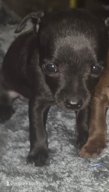 MICRO!! Charkie – Chihuahua puppy for sale in Saint Louis, MO