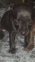 MICRO!! Charkie, a female Chihuahua for sale in Saint Louis, MO – 1 of 2