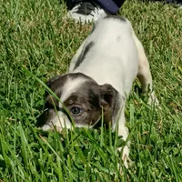 MERLE AND WHITE jammy!, a female Dachshund and Cocker Spaniel for sale in Saint Louis, MO – 2 of 3