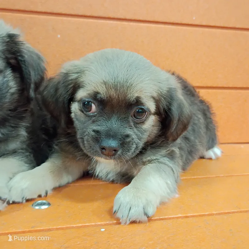 Squishy  – Shih Tzu, Yorkshire Terrier puppy for sale in Saint Louis, MO