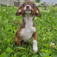 Copper, a male Dachshund and Chihuahua for sale in Saint Louis, MO – 2 of 2