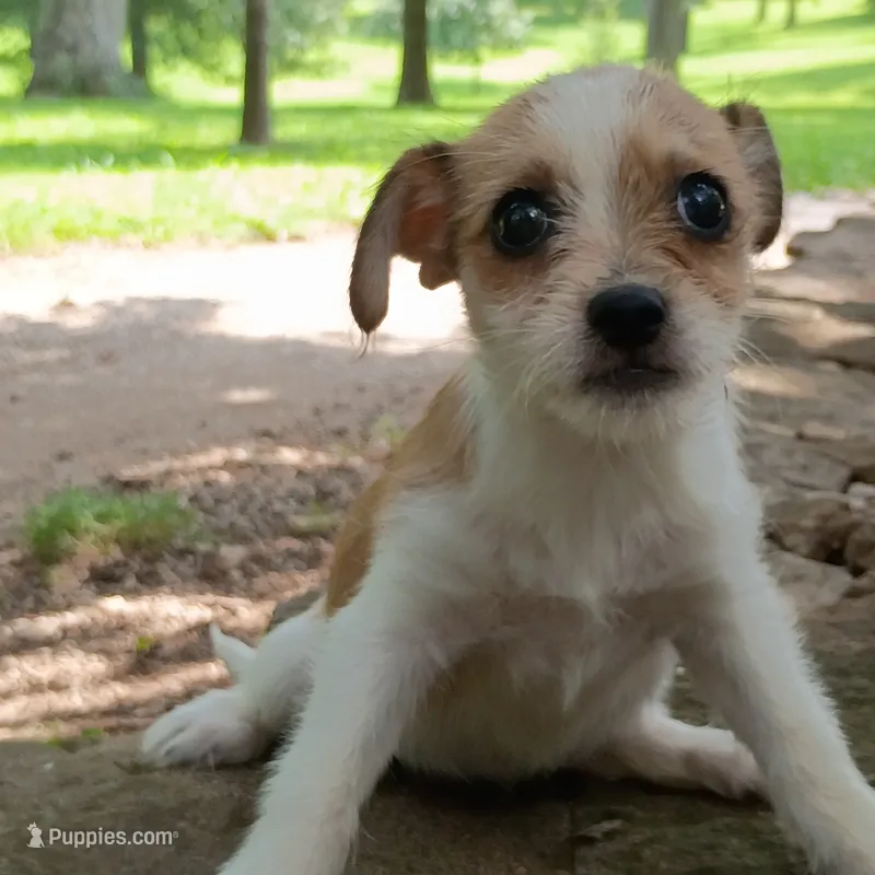 Ezzy – Dachshund, Chihuahua puppy for sale in Saint Louis, MO