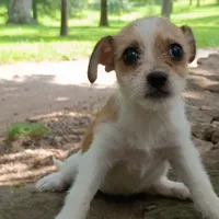 Ezzy, a female Dachshund and Chihuahua for sale in Saint Louis, MO – 1 of 5