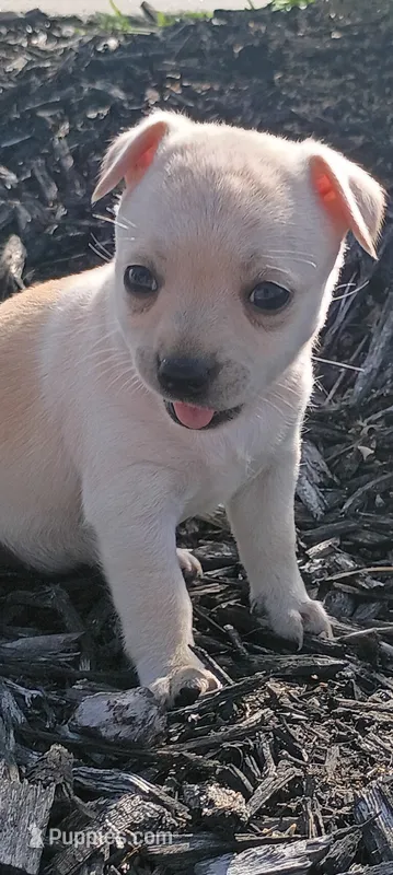 Sahsa – Chihuahua puppy for sale in Saint Louis, MO