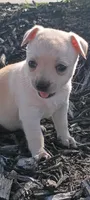 Sahsa, a female Chihuahua for sale in Saint Louis, MO – 1 of 2