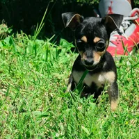 Soriah, a female Chihuahua for sale in Saint Louis, MO – 3 of 4
