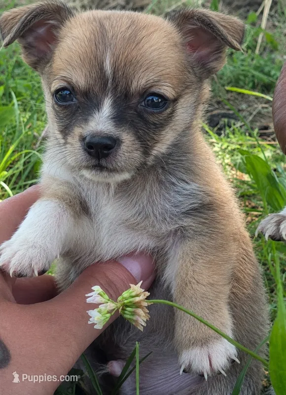 RUNT!!  – Chihuahua puppy for sale in Saint Louis, MO