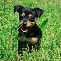 Malanie, a female Chihuahua for sale in Saint Louis, MO – 2 of 3