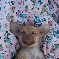 Tiny Baliee, a female Chihuahua for sale in Saint Louis, MO – 5 of 5