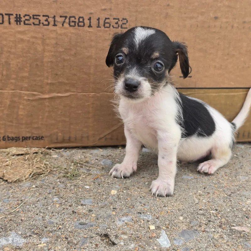Muffin – Chihuahua, Miniature Dachshund puppy for sale in Saint Louis, MO