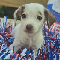 Eyebrow! Dave, a male Chihuahua for sale in Saint Louis, MO – 1 of 1