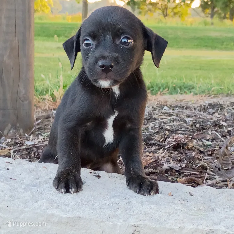 Theodore  – Chihuahua, Miniature Pinscher puppy for sale in Saint Louis, MO