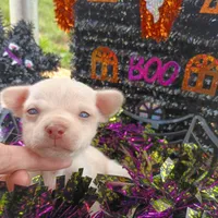 Less than 1lbs "Casper" , a male Chihuahua for sale in Saint Louis, MO – 1 of 6
