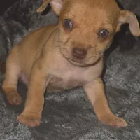 Cinnabon, a male Chihuahua for sale in Saint Louis, MO – 2 of 3