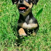 Malanie, a female Chihuahua for sale in Saint Louis, MO – 3 of 3