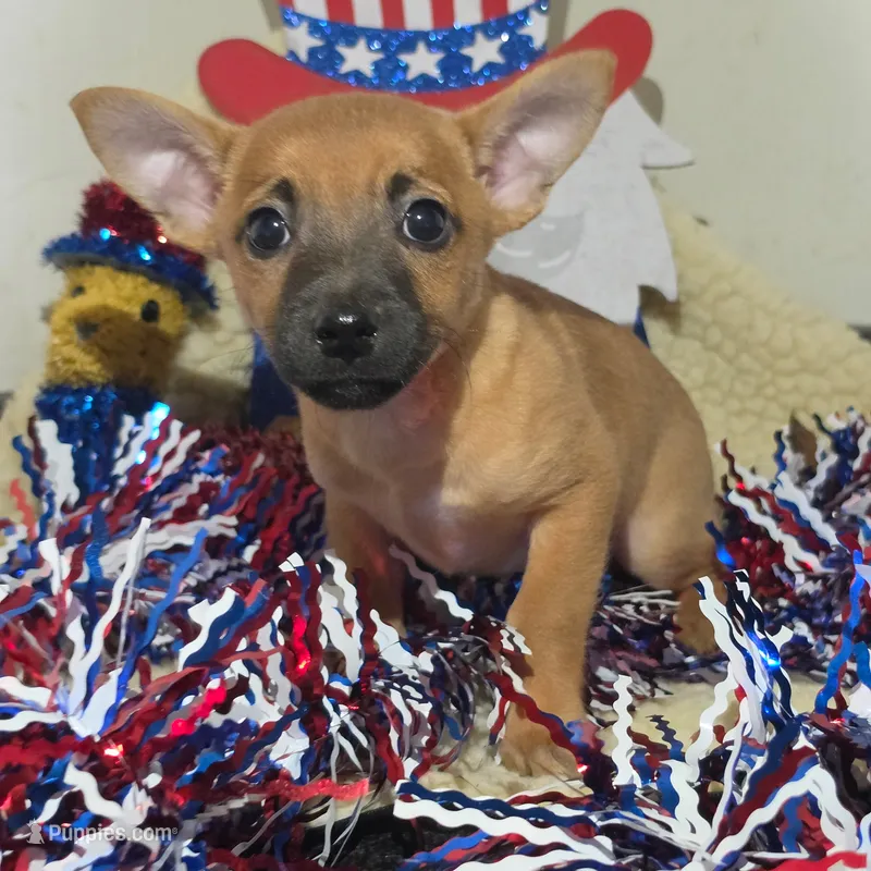 Scooby – Chihuahua puppy for sale in Saint Louis, MO