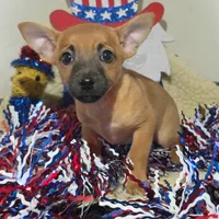 Scooby, a male Chihuahua for sale in Saint Louis, MO – 1 of 2