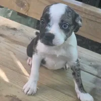 Merlina, a female Boston Terrier and Chihuahua for sale in Saint Louis, MO – 3 of 5