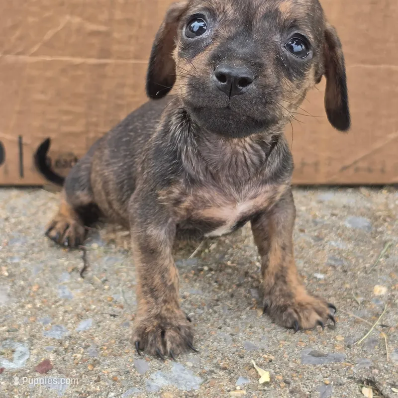 Taco – Chihuahua, Miniature Dachshund puppy for sale in Saint Louis, MO
