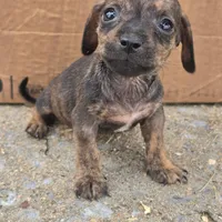 Taco, a male Chihuahua and Miniature Dachshund for sale in Saint Louis, MO – 1 of 1