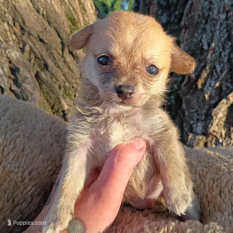 Tiny Teacup Sassy!! Smallest Female!! – Chihuahua puppy for sale in Saint Louis, MO
