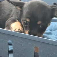 Darkrai, a male Chihuahua for sale in Saint Louis, MO – 2 of 3