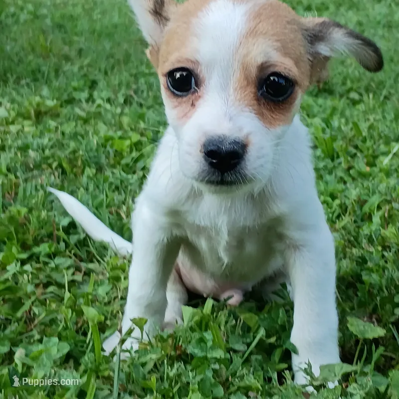 Perry – Dachshund, Chihuahua puppy for sale in Saint Louis, MO
