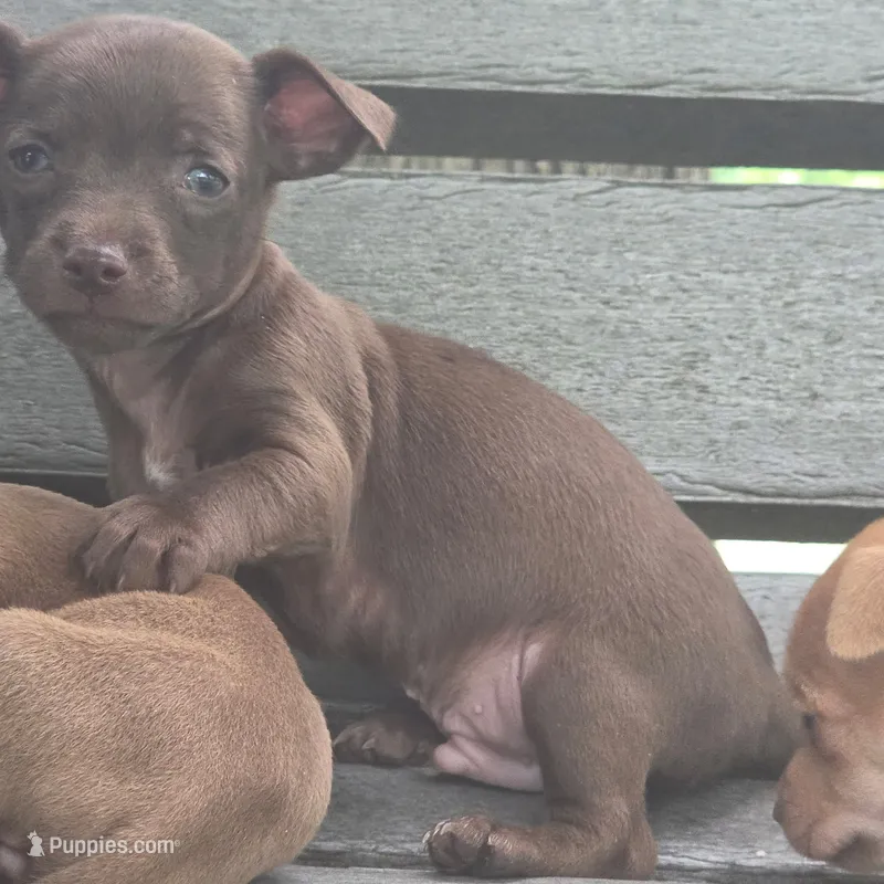 Truffles – Chihuahua puppy for sale in Saint Louis, MO