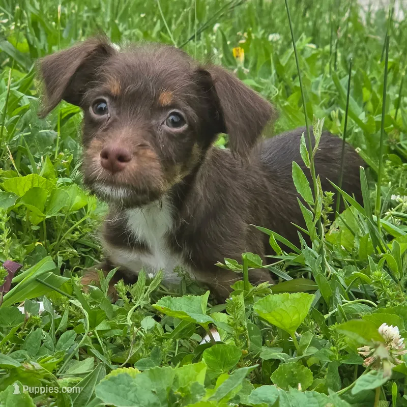 Todd – Dachshund, Chihuahua puppy for sale in Saint Louis, MO