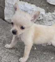 Weekend Special **Chanel**Tiny!, a female Chihuahua for sale in Saint Louis, MO – 4 of 4