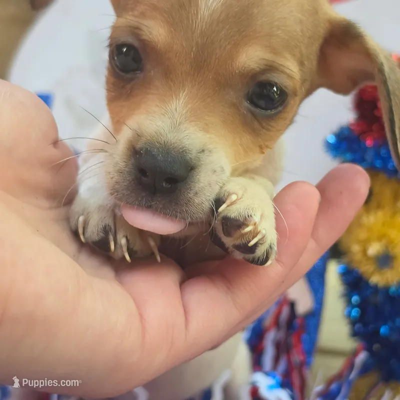 Orion – Chihuahua, Miniature Dachshund puppy for sale in Saint Louis, MO