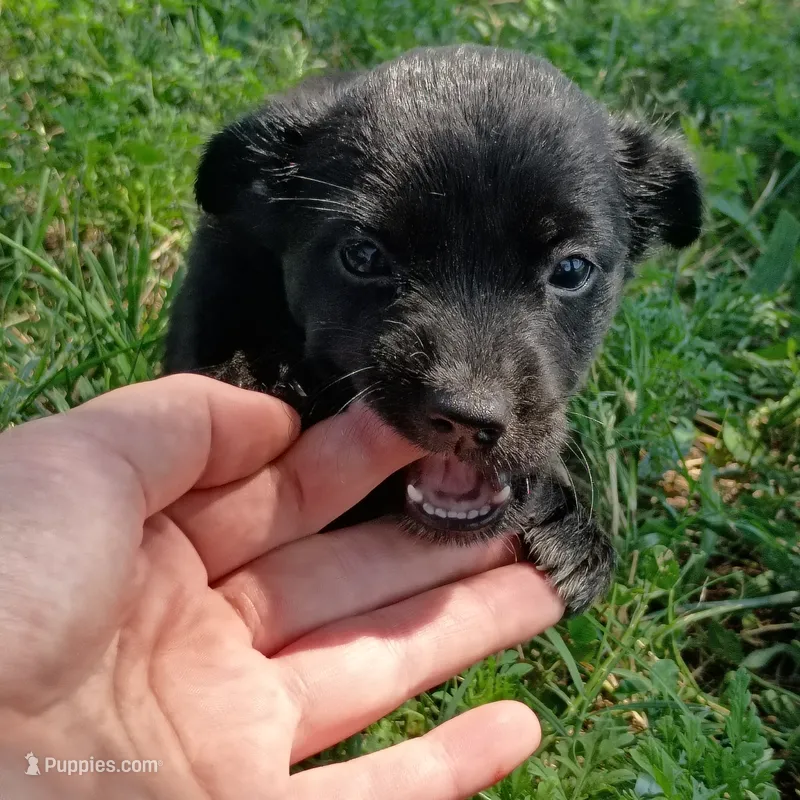 Sailor – Chihuahua, Miniature Pinscher puppy for sale in Saint Louis, MO