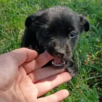 Sailor, a female Chihuahua and Miniature Pinscher for sale in Saint Louis, MO – 1 of 4
