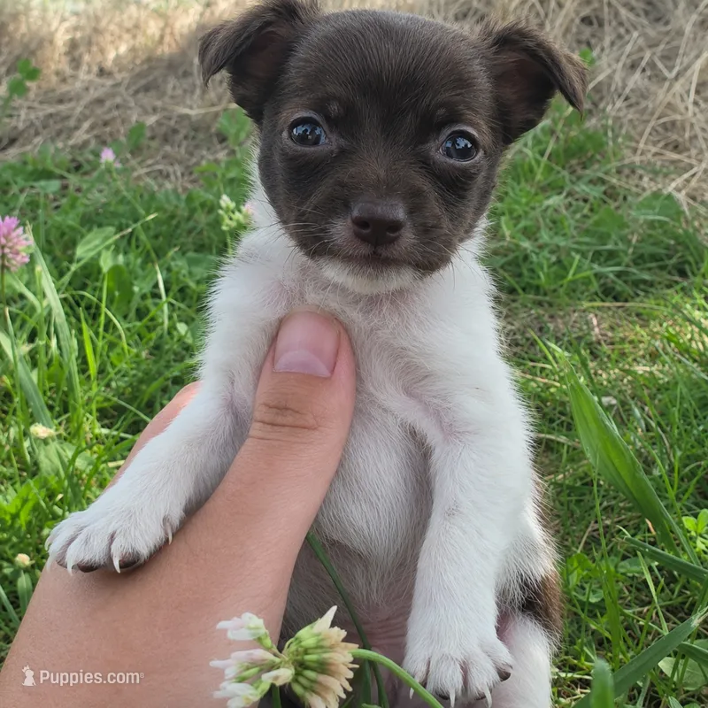 Tiny Chocolate Chico ! – Chihuahua puppy for sale in Saint Louis, MO