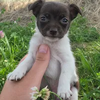 Tiny Chocolate Chico !, a male Chihuahua for sale in Saint Louis, MO – 1 of 1