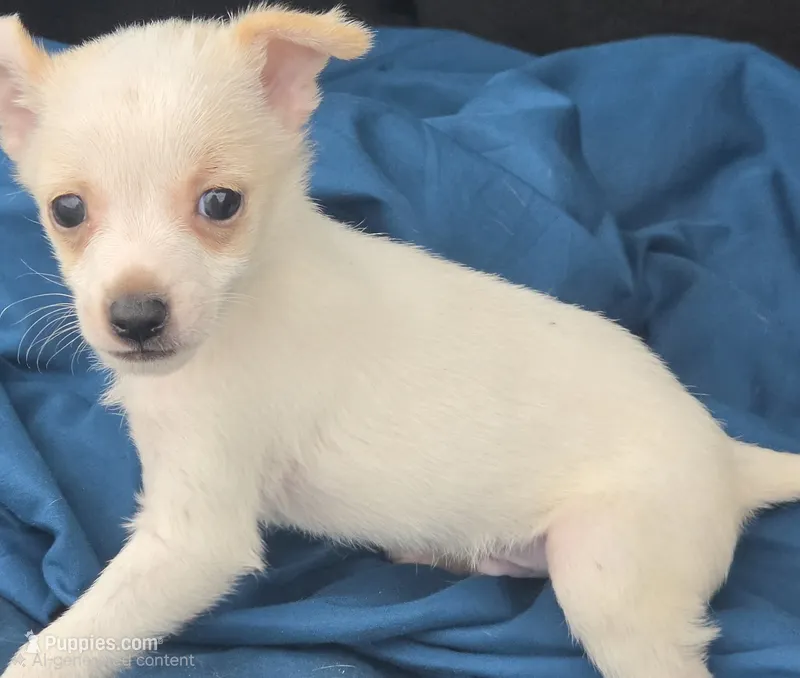 Rico – Chihuahua puppy for sale in Saint Louis, MO
