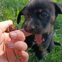 Marla, a female Chihuahua and Miniature Pinscher for sale in Saint Louis, MO – 2 of 4