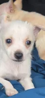 Rico, a male Chihuahua for sale in Saint Louis, MO – 2 of 2