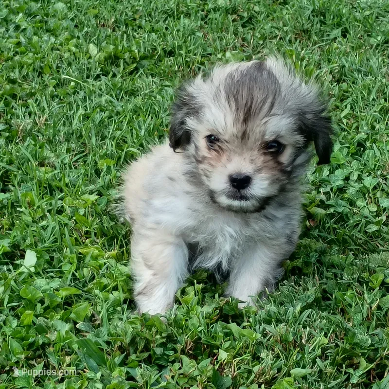 Chanel – Maltese, Yorkshire Terrier puppy for sale in Saint Louis, MO