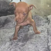 Stewart Little , a male Chihuahua for sale in Saint Louis, MO – 2 of 2