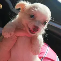 Casper, a male Chihuahua for sale in Saint Louis, MO – 4 of 4