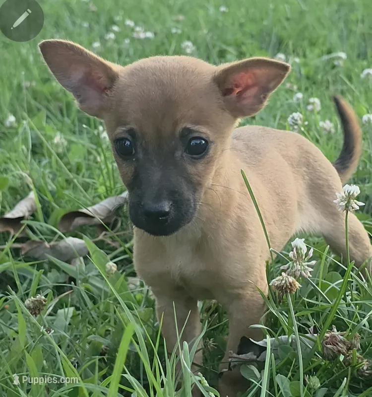 Scrappy  – Chihuahua puppy for sale in Saint Louis, MO