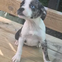 Merlina, a female Boston Terrier and Chihuahua for sale in Saint Louis, MO – 5 of 5