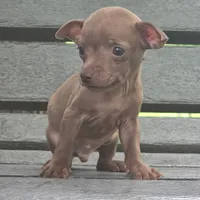 Micro Stewart Little , a male Chihuahua for sale in Saint Louis, MO – 2 of 6