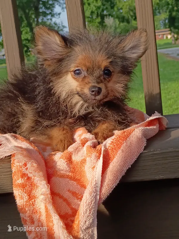 Wolfy  – Pomeranian puppy for sale in Saint Louis, MO